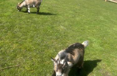 Dwell on the Moor - Foto 5