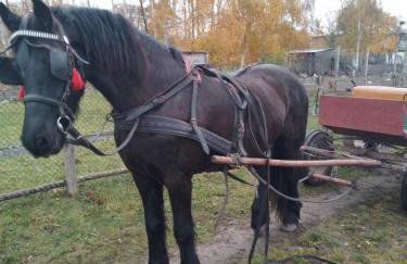 Gospodarstwo agroturystyczne - Foto 65