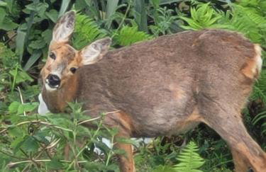 Wierzbowa Ostoja - Domek letniskowy BOSMAN - Photo 37