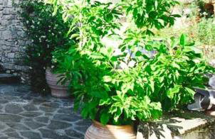 Alexadras Guesthouse - Photo 32