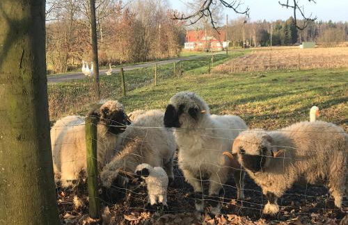 Ferienwohnung am Komisenpad - Foto 1