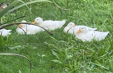 Gîte marguerite - Foto 22