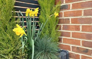 Claro Mews Gem - Foto 5