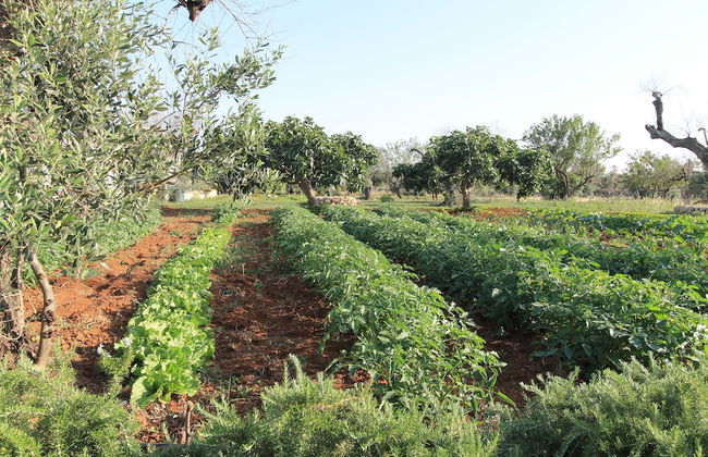 Country Salenthouse - Foto 8