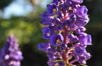 The Great Kona Escape - Foto 14