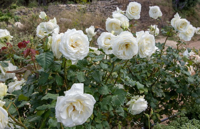 Villa Aloni - Foto 65