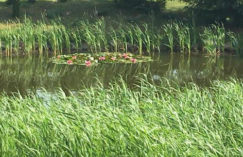 Haus Masur - Photo 36