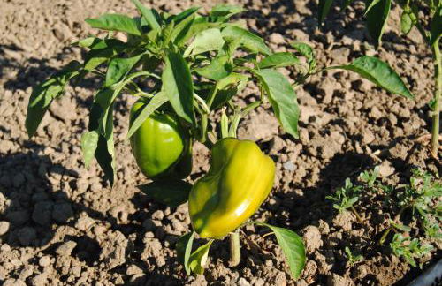 Cascina Bosco Gerolo - Foto 66