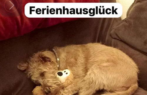 Hundeurlaub im Tiny House im Wald - Foto 17