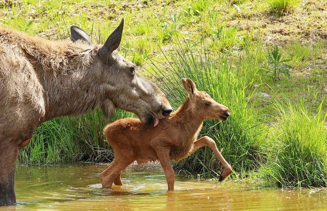 6 Person Holiday Home in Grangarde - Foto 5