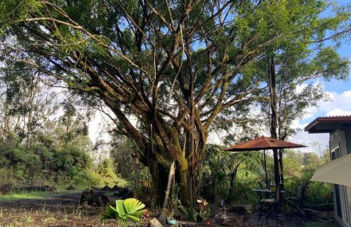 Majestic Banya tree cabin - Foto 37