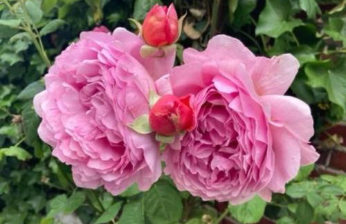 Ferienwohnung Olga Behrends - Foto 19