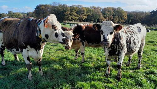 gite à la ferme - Foto 3