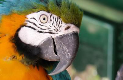 Ciuci's Manor - Foto 62