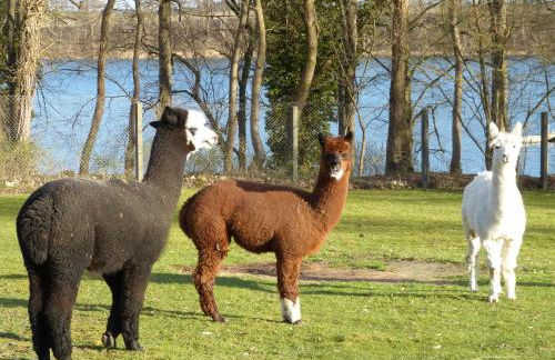 Seeadler - Ferienwohnung - Foto 1