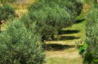 Gîte Amande Domaine de L'Annonciade - Foto 17