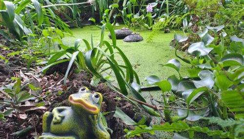 Quinta das rãs - Photo 2, Garden view