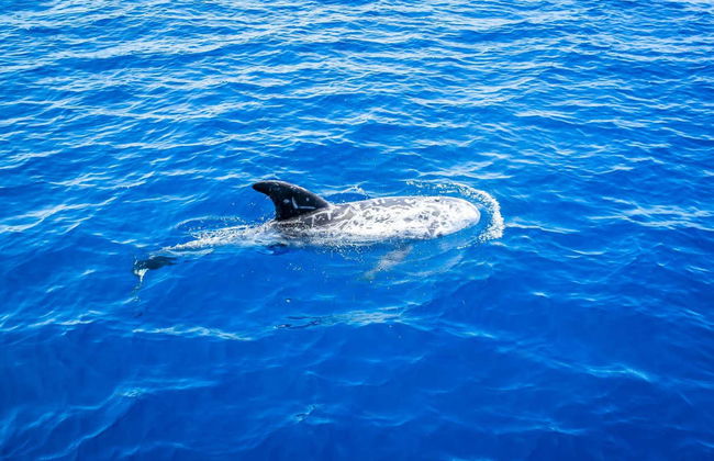 Morro Jable Speedboat Hire - Foto 6