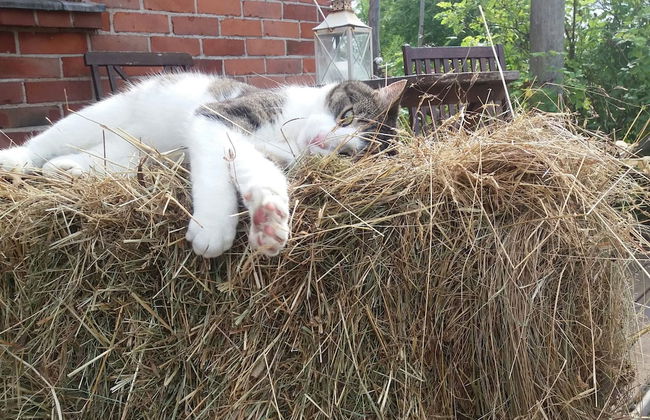 Valkeisen Loma - Foto 33