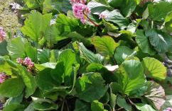 Moradia santa comba - Foto 37