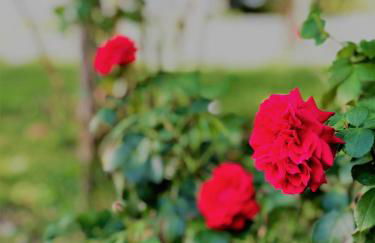 Villa Joyosa Apartments - Photo 49