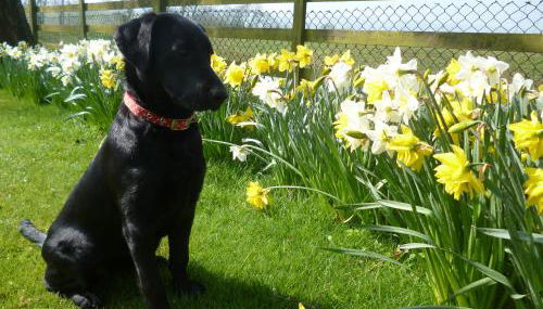 White House Farm Cottages - Foto 3