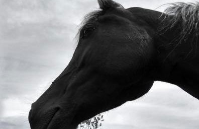 Bajo Los Tilos - Foto 5