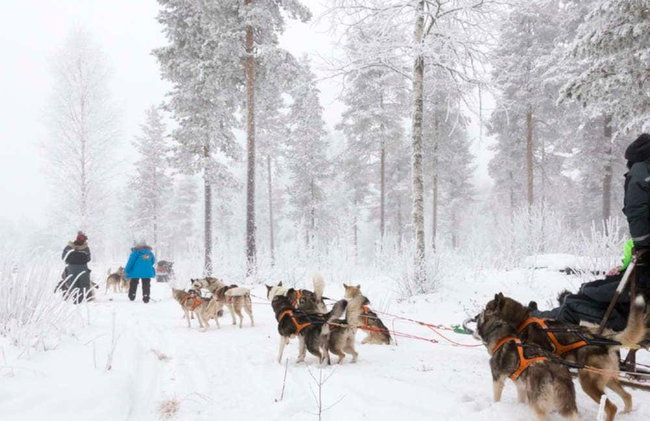 Reindeer & Husky Sleigh Ride - Photo 4