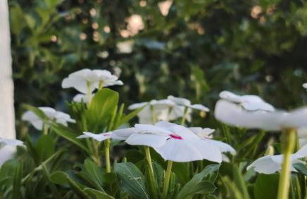 El Cau de Ribes - Foto 20