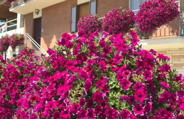 La Signora Dei Fiori - Foto 1