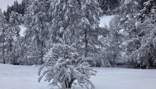 Ferienwohnung am Leinbach, nahe Freudenstadt - Foto 4