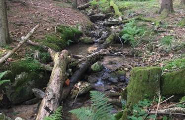 Borówkowa Dolina - Foto 25