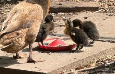 The Snug- A beautiful and characterful property connected to a historic Georgian Manor House - Foto 32