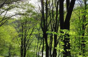 SMARAGD RIVER near Rastoke & Plitvice Lakes - Foto 39