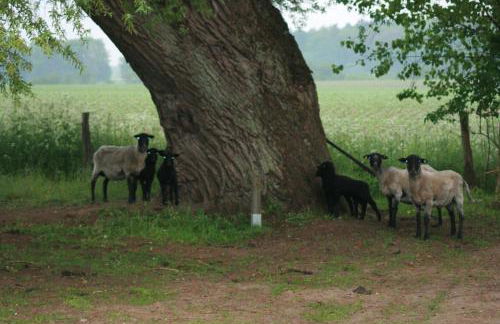 Ostseestuev - Foto 59