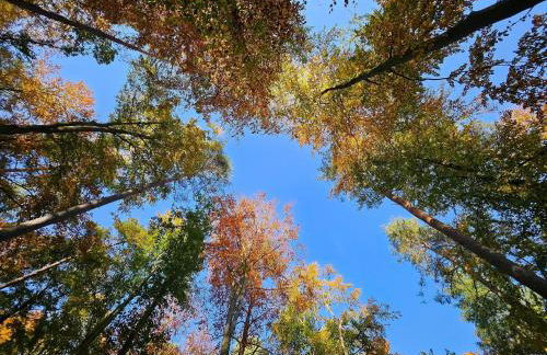 FeWo-Am-Wald - Foto 24