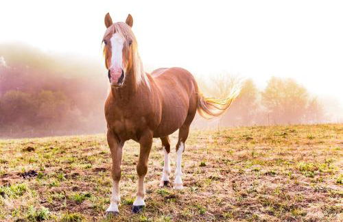 Les gîtes de la nouvelle vie - Foto 38