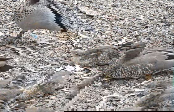 Gawler Caravan Park - Foto 28