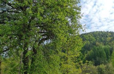 Morowo chałupa - Photo 55