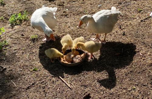 Ferienwohnung auf einem Resthof zentral gelegen mit viel Natur und Tieren - Foto 26