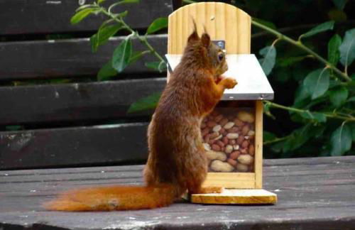 Adorable Victorian 1 bedroom annexe - Photo 26