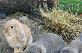 Agriturismo La Valle Dimenticata - Foto 35