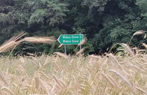 Widny Jaś zaprasza z psem nad jezioro na Kaszubach - Foto 31