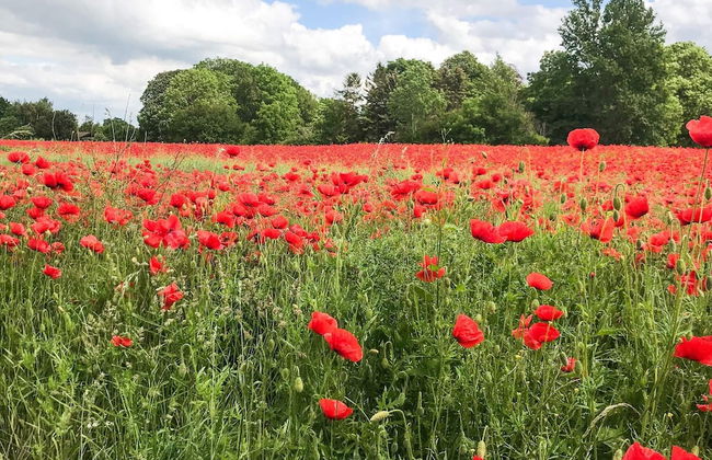 6 Person Holiday Home in Kirke Hyllinge - Foto 21