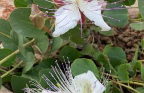 Villa Lucia - Foto 15