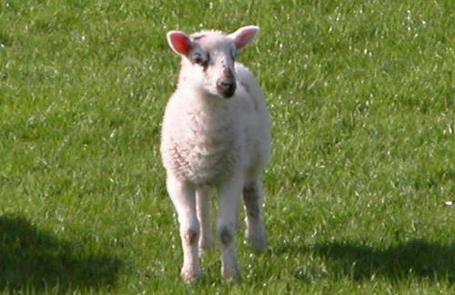 The Old Farm - Foto 20