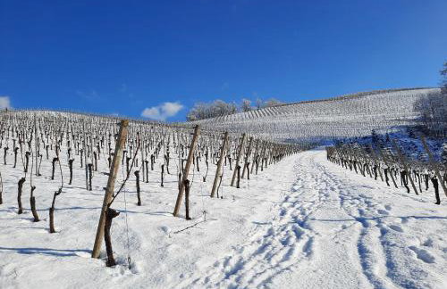 Ferienwohnung am Weinberg - Photo 15