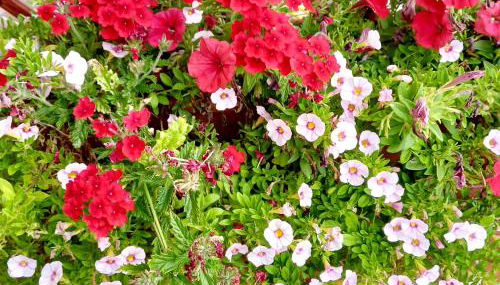 La casetta di Mizar - Foto 3