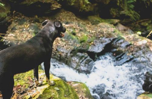 Pousada Suçuarana - Photo 9