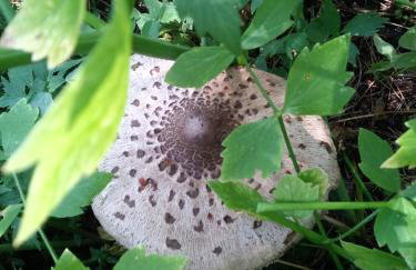 tuŻur domki nad potokiem - Foto 14